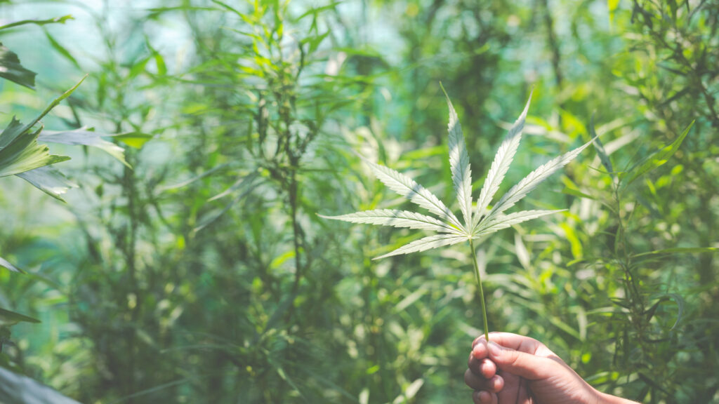 Ferme de CBD varoise : de la culture du chanvre à la récolte